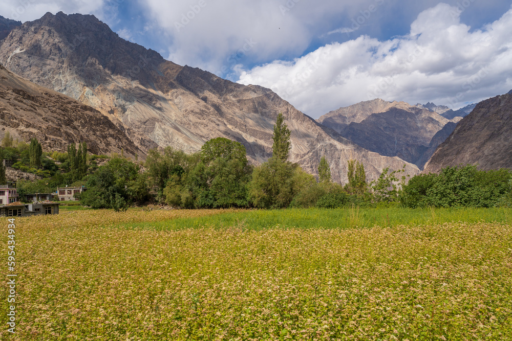 buckwheat flower field behind are mountains and cloudy sky in Thang village. Thang is a part of Turtuk village, which was under Pakistan's control until 1971, after which India gained control of it.