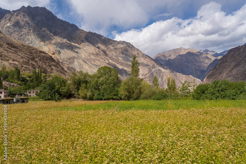 buckwheat flower field behind are mountains and cloudy sky in Thang village. Thang is a part of Turtuk village, which was under Pakistan's control until 1971, after which India gained control of it. buckwheat flower field behind are mountains and cloudy sky in Thang village. Thang is a part of Turtuk village, which was under Pakistan's control until 1971, after which India gained control of it.