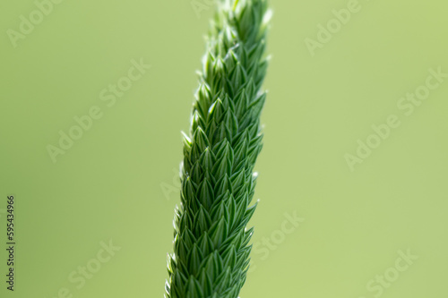 close-up of green grass background on a sunny day