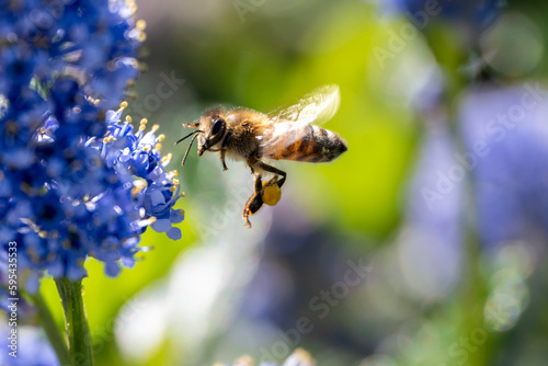 detailed close up of bee flying to blue flower to collect pollen in the spring