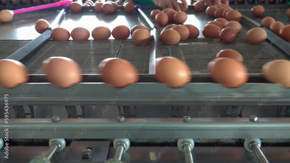 The machine is sorting the size of chicken eggs in the farm The machine is sorting the size of chicken eggs in the farm