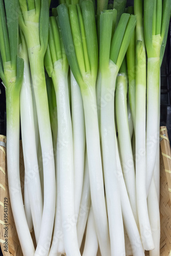 Fresh and delicious green onions harvested in the field photo