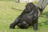 gorila gigante, sentado na relva, no zoo de lisboa, à espera da comida ao ar livre num dia de sol