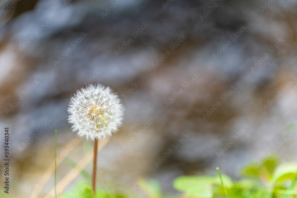dandelion flowers with blurred background dandelion flowers with blurred background