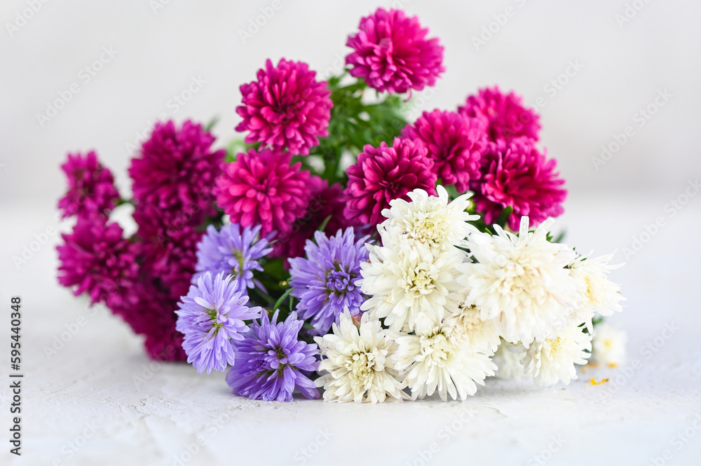 colorful flower blossom on white , purple pink flowers in the garden Marguerite, Marguerite Michaelmas Daisy, Boston Daisy, Paris Daisy, Cobbity Daisy