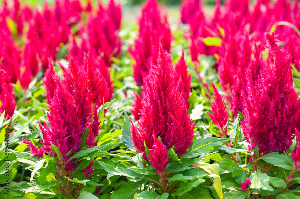 celosia plumosa or Pampas Plume Celosia flowers blooming in the garden pink flowers celosia plumosa or Pampas Plume Celosia flowers blooming in the garden pink flowers