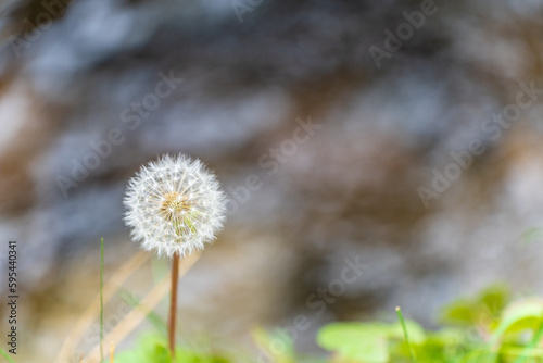 dandelion flowers with blurred background