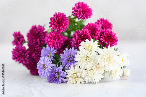colorful flower blossom on white , purple pink flowers in the garden Marguerite, Marguerite Michaelmas Daisy, Boston Daisy, Paris Daisy, Cobbity Daisy