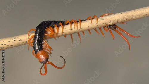 Close-up centipede crawling on a branch photo