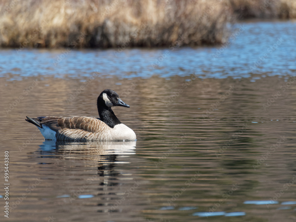 Fototapeta premium Canada goose on a marsh