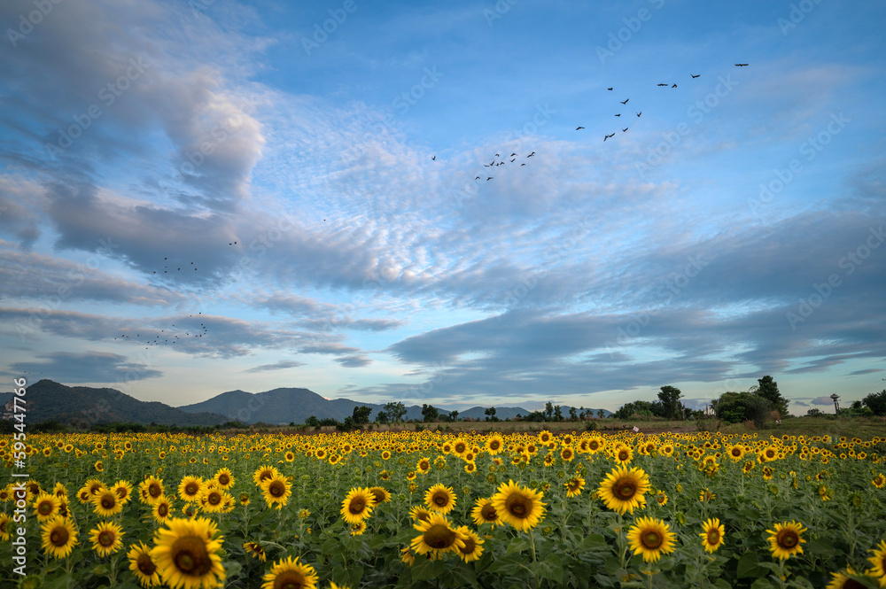 Obraz premium sunflower fields lopburi thailand blue sky mountain