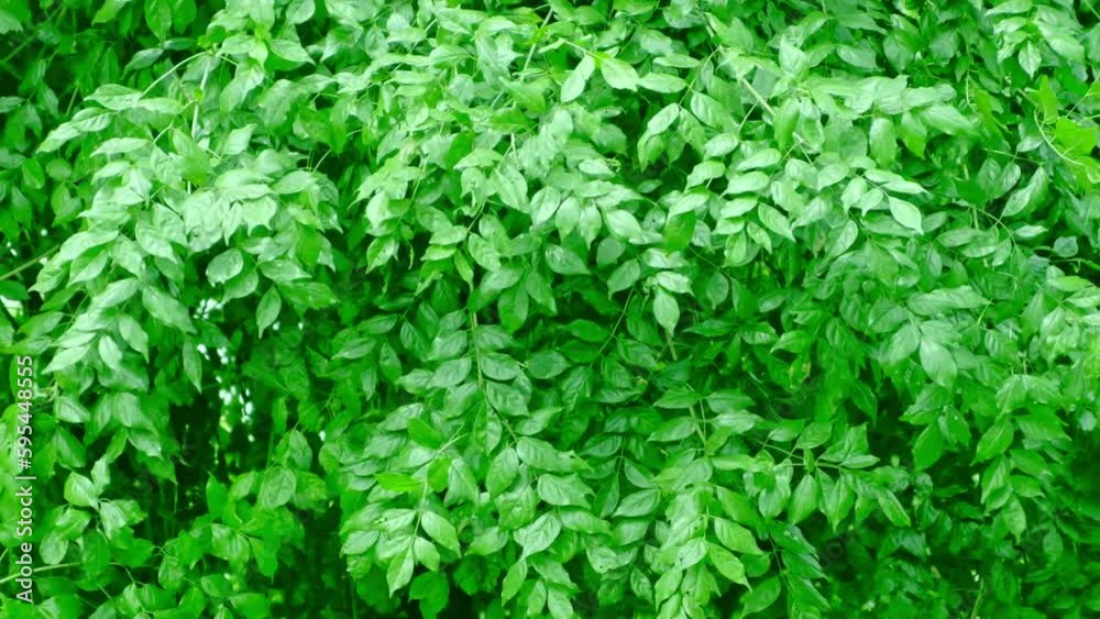 the wind blows leaves in the green forest Demonstrate the concept of conservation of ecosystems and nature. air pollution and save the planet the wind blows leaves in the green forest Demonstrate the concept of conservation of ecosystems and nature. air pollution and save the planet