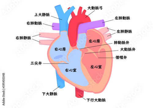 人間の心臓の内部と名称