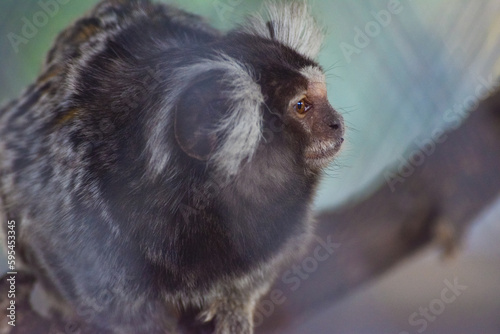 mono titi dentro de su jaula, vida animal en cautiverio photo