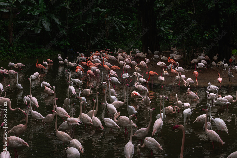 Naklejka premium Side view of flamingo birds with pink plumage and long legs standing together in lake water in camargue national park