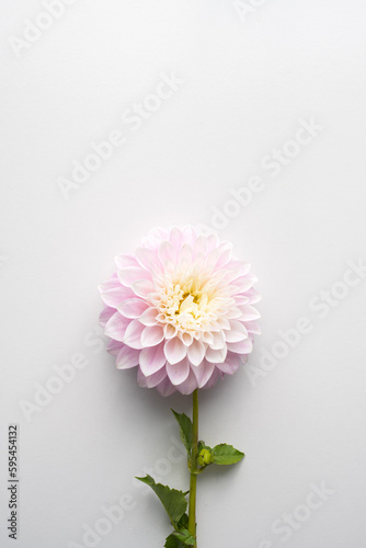 Vertical high angle view of pink dahlia on white with copy space - nature background