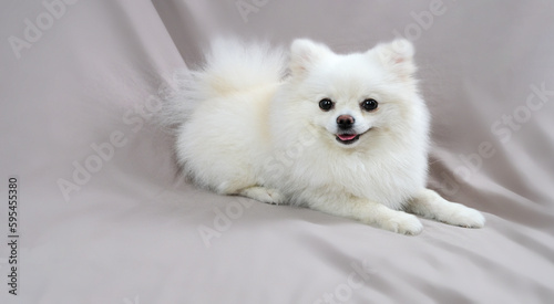 a white Pomeranian puppy, a cute pet, a happy smile in the house. Pomeranian lies looking and smiling.