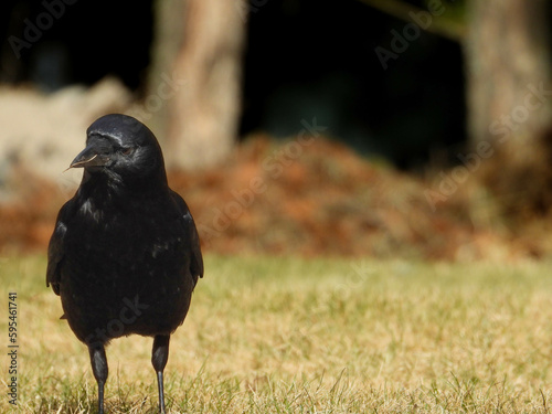 Crow close up