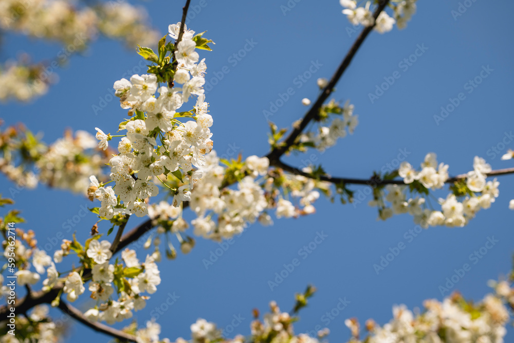 blooming cherry tree