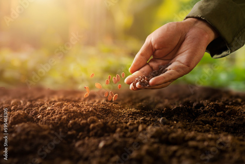 Expert farmer sowing seed on a vegetable bed with green nature and beautiful sunlight background.
