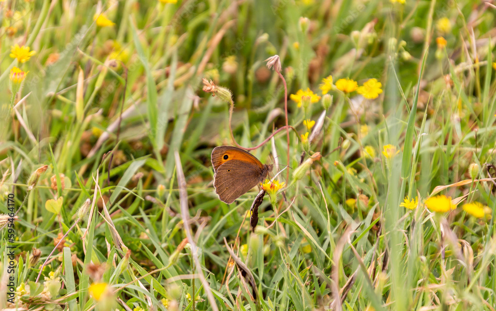Maniola Jurtina butterfly sitting in a summer meadow at Volterra, Tuscany,Italy Maniola Jurtina butterfly sitting in a summer meadow at Volterra, Tuscany,Italy