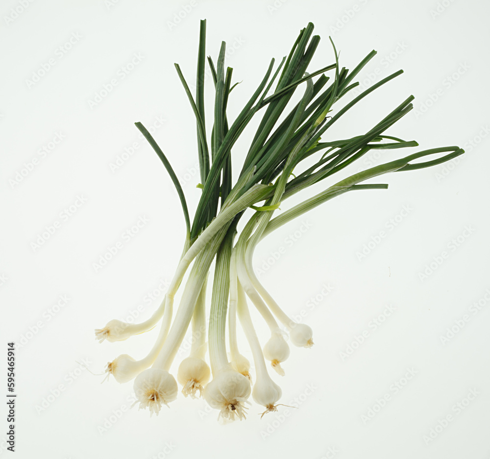 野蒜 白バック 野蒜 白バック