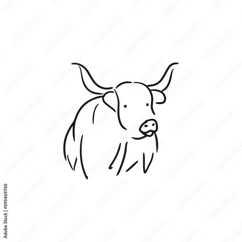 Fototapeta premium The Highland Cattle is a species of cow native to the Scottish Highlands and Scotland's Outer Hebrides island and has long horns and long hairy hair.