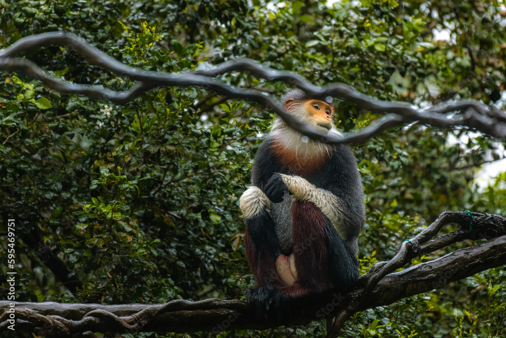 Red-shanked Douc- Langur on a tree on a rany day, copy space for text - obrazy, fototapety, plakaty 