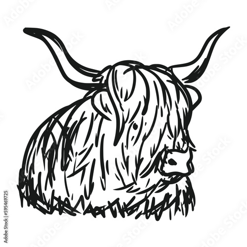 The Highland Cattle is a species of cow native to the Scottish Highlands and Scotland's Outer Hebrides island and has long horns and long hairy hair.