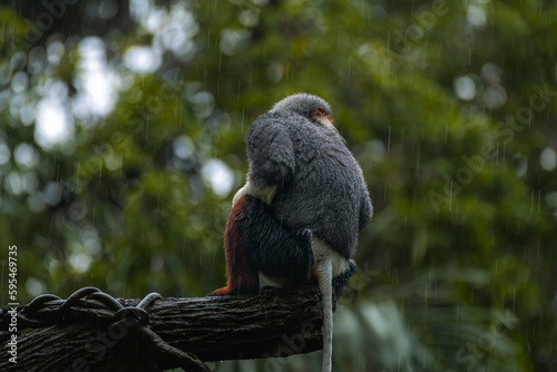 The red-shanked douc (Pygathrix nemaeus) with its back on a rainy day, horizontal image with copy space for text photo