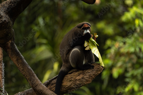 A De Brazza's monkey busy eating a tree leave, natural green background, copy space for text photo