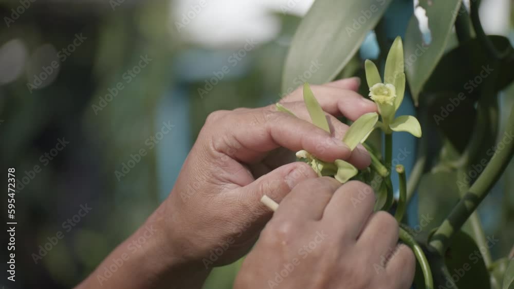 Vanilla Pollinate