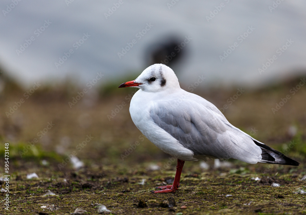 Seagull walking on a grass field Seagull walking on a grass field