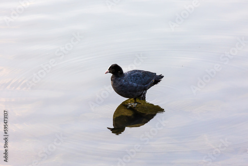 Common moorhen on stone in a lake © rninov