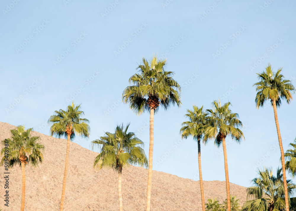 Fototapeta premium Palm Springs, California Palm Tree and Mountain Landscape