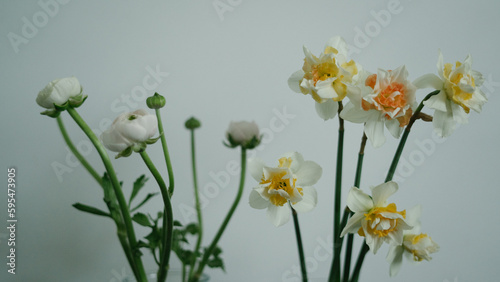 Ranunculus and daffodil garden flowers