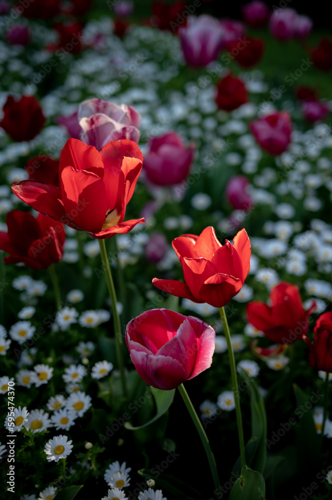 Captivating Colors: A Breathtaking Display of Bright Blooming Tulips Captivating Colors: A Breathtaking Display of Bright Blooming Tulips