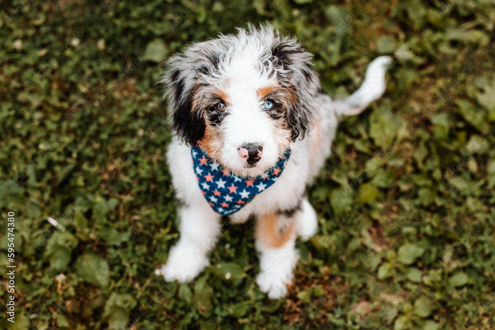 Bernedoodle Puppy Wearing Star Bandana Bernedoodle Puppy Wearing Star Bandana