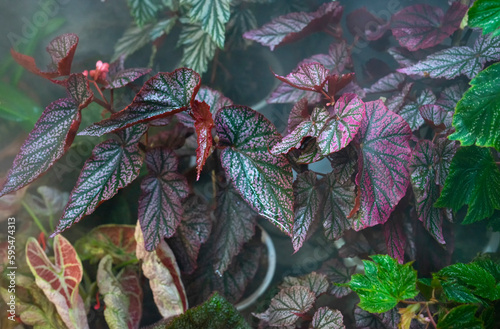Begonia Rex or painted leaf Begonia plants