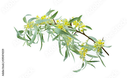 Flowering branch of a tree close-up isolated on white background. Elaeagnus angustifolia, commonly called Russian olive, silver berry, oleaster, Persian olive, or wild olive.