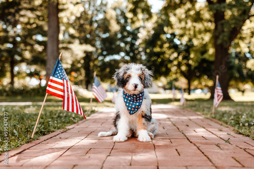 Puppy Celebrating Independence Day on a Sunny July Day