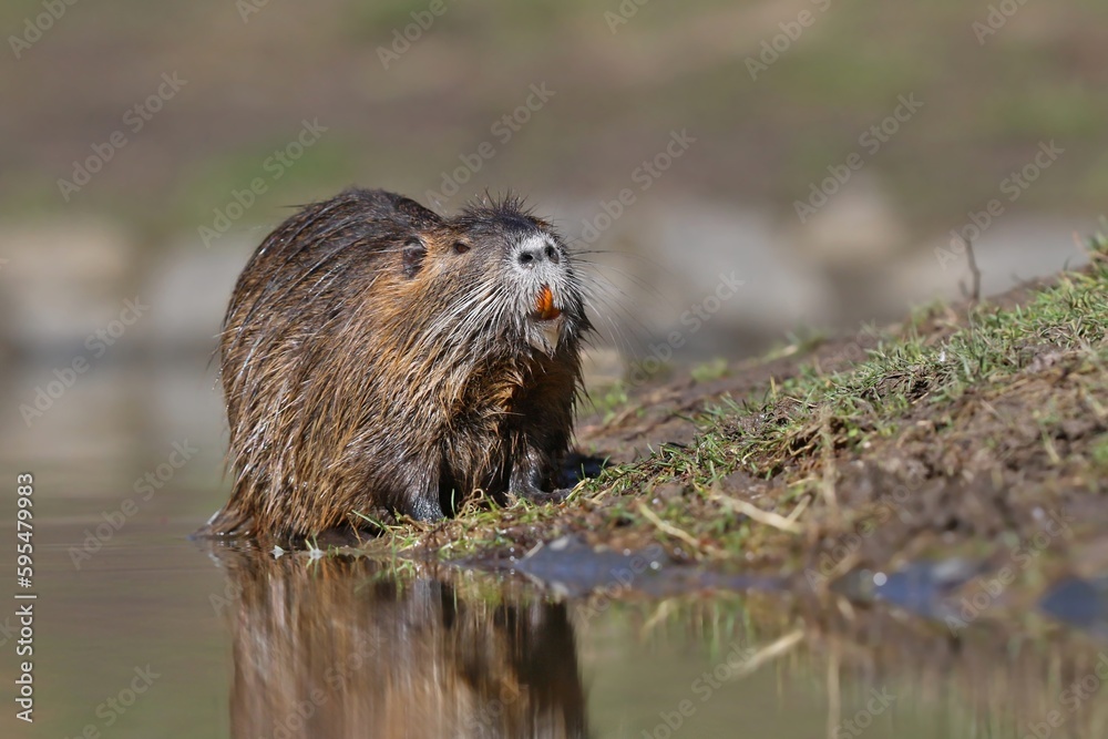 Coypu (Myocastor coypus) in the nature habitat Coypu (Myocastor coypus) in the nature habitat