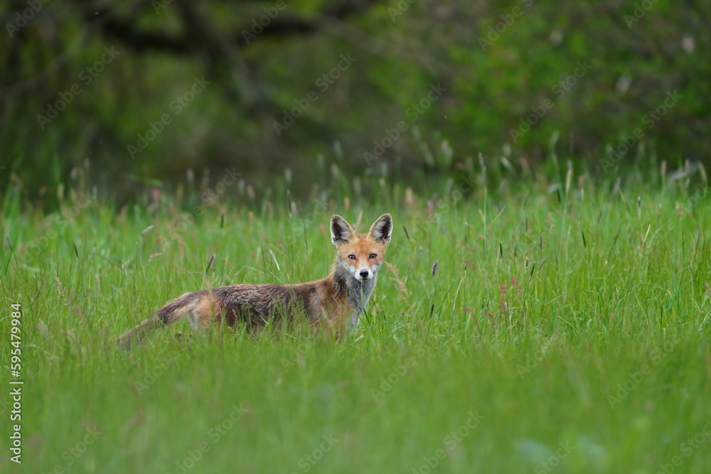A magnificent  wild Red Fox, Vulpes vulpes, hunting in a meadow. 