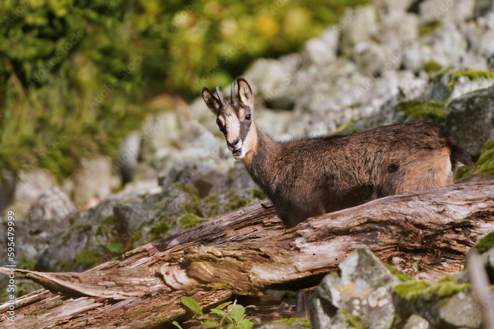 Portrait of a chamois in its natural habitat. Rupicapra rupicapra. Animal from Alp. Wild goat standing on the stone hill. Portrait of a chamois in its natural habitat. Rupicapra rupicapra. Animal from Alp. Wild goat standing on the stone hill.