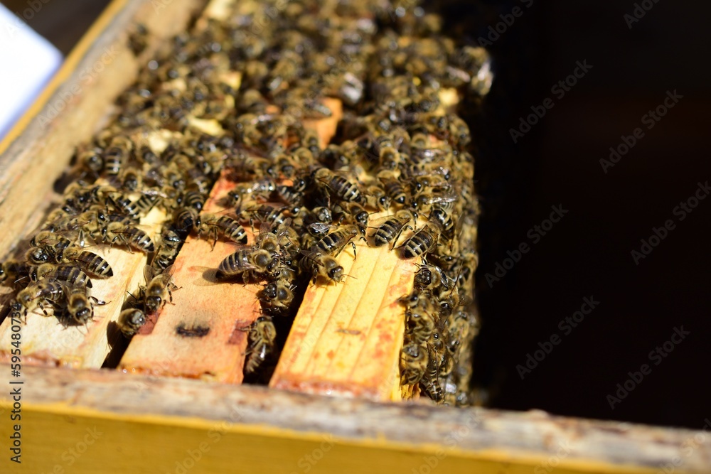 Bienenwaben mit vielen Bienen im Frühling im Bienenstock Bienenwaben mit vielen Bienen im Frühling im Bienenstock