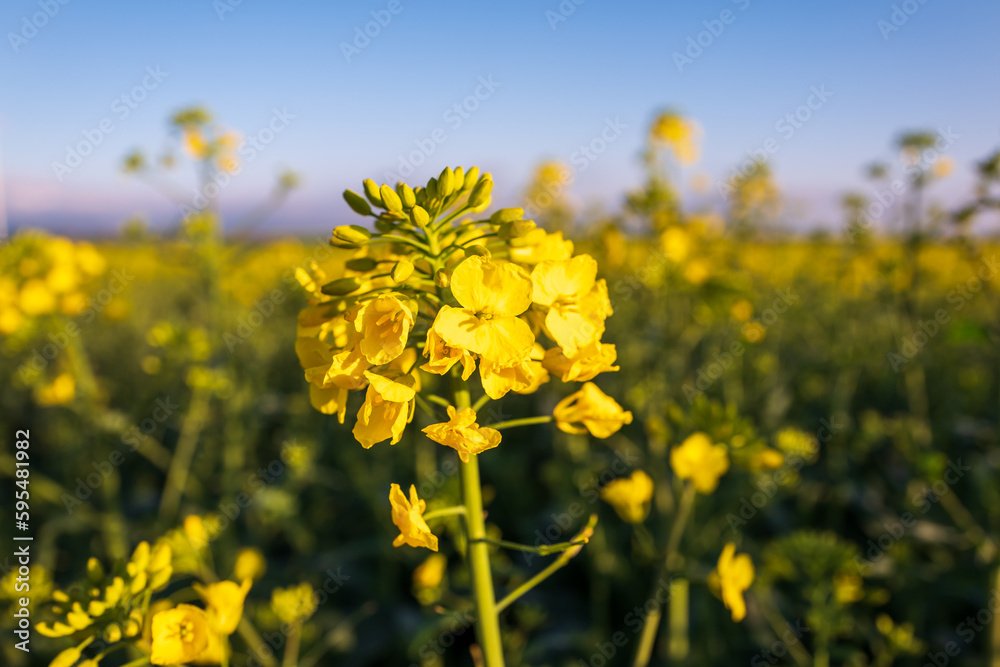 Obraz premium yellow rapeseed field