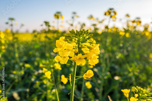 field of yellow rapeseed