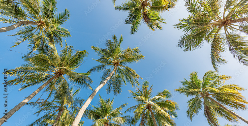 Beautiful nature background. Panoramic coconut palm trees view under blue sunny sky. Sunrise soft pastel colors, peaceful tranquil green plants. Jungle forest exotic landscape, inspire meditation