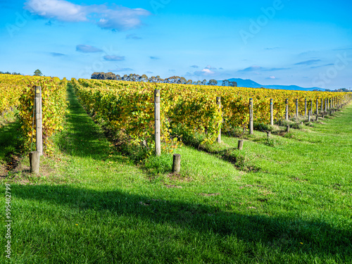Angled Autumn Vineyards