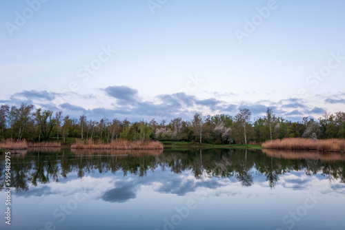 lake and forest